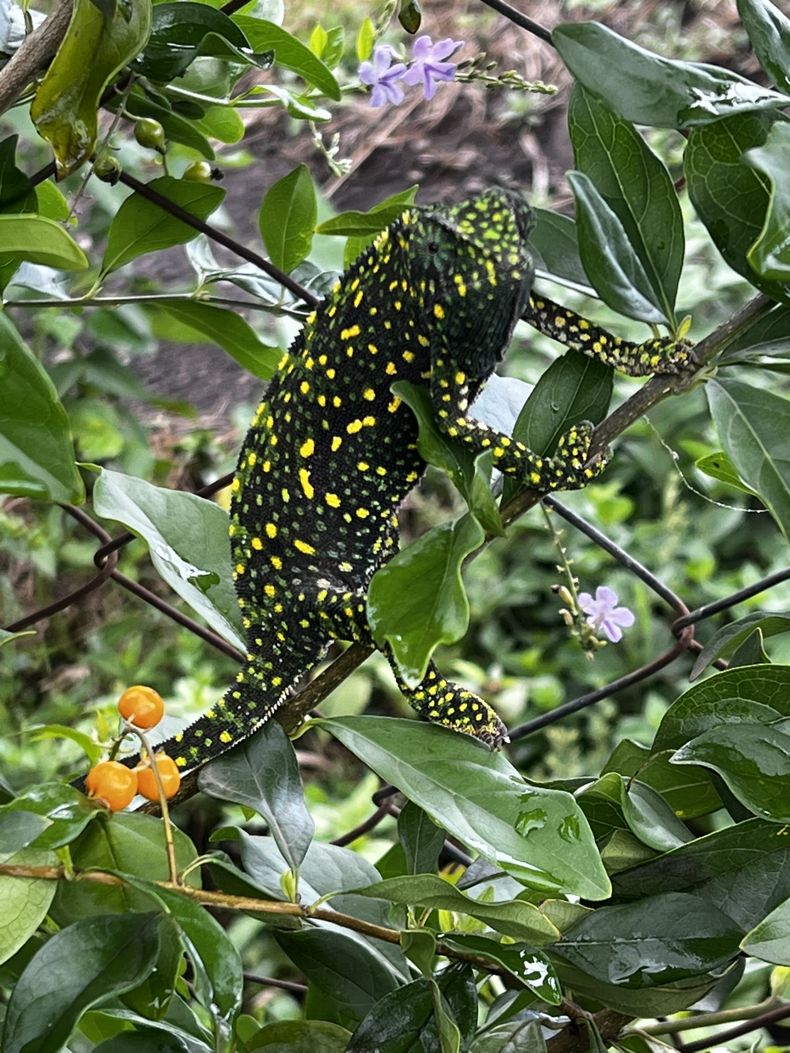 Chamelion